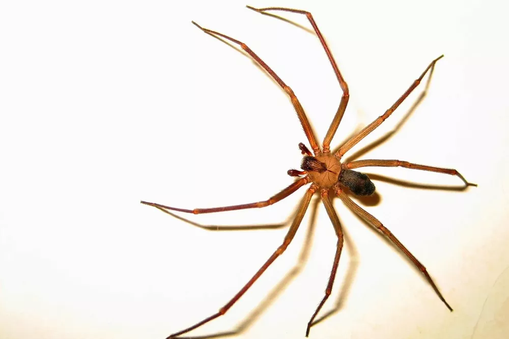 Araña del rincón Pertenece a la misma familia de la araña Viuda Negra y su veneno es tan peligroso como el de su pariente cercano