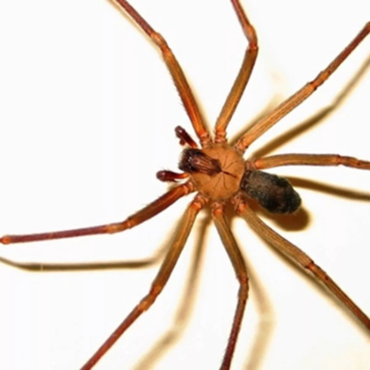 Cómo detectar la mortal araña de rincón
